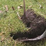 Spade being removed from the ground to lower turf and tree into place