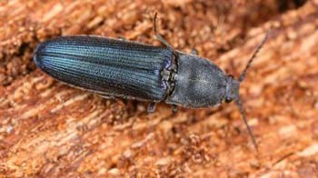 Violet click beetle on bark