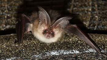Brown long eared bat looking at camera