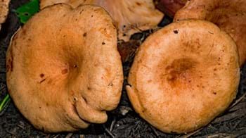 Oakbug milkcap on woodland floor