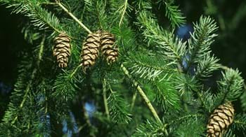 Douglas fir pine cones