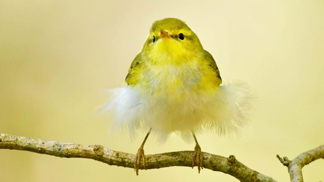 Juvenile wood warbler on branch