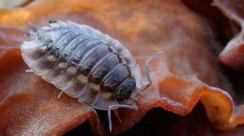 Common rough woodlice climbing over an orange fungus