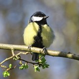 Great tit perched on a horizontal branch with young green leaves